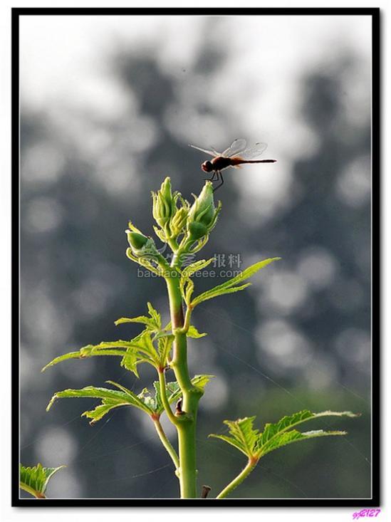 吃了伟哥没反应,难道这是假的?