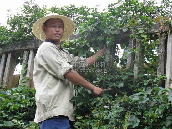 [街拍]活在深圳之绿化工人