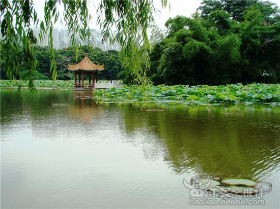 (图)洪湖景色