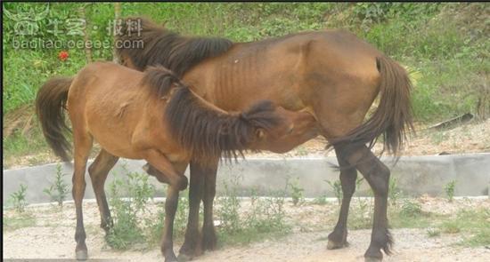 光明农场众<em>美女</em>拍马<em>吃奶</em>!
