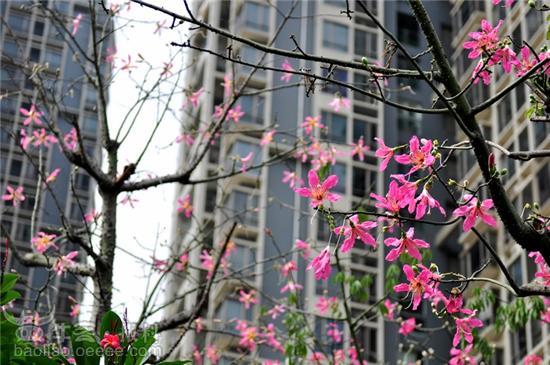 立冬临近,深圳街头盛开美丽异木棉花