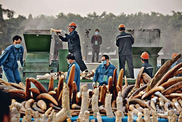 东莞销毁6吨象牙 严打非法野生动物贸易