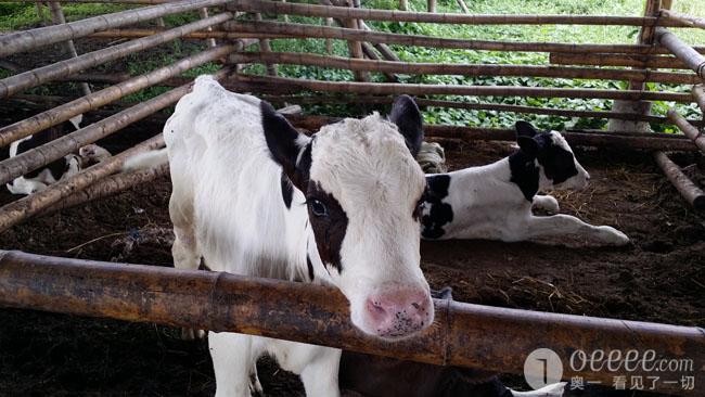 广东博罗县政府不作为奶牛场遭受重大损失