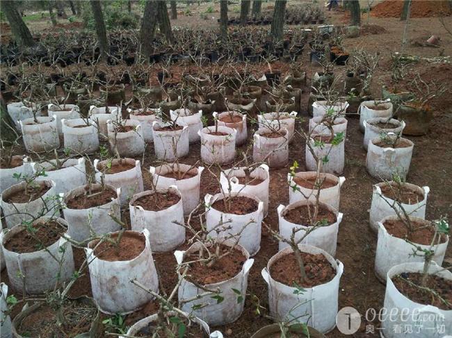 广东陆丰金银花基地