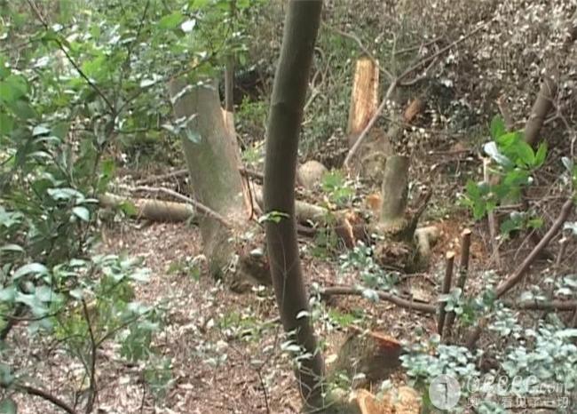 福建长乐鹤上镇仙街村百座祖墓无故被挖掘尸骸遍野,求