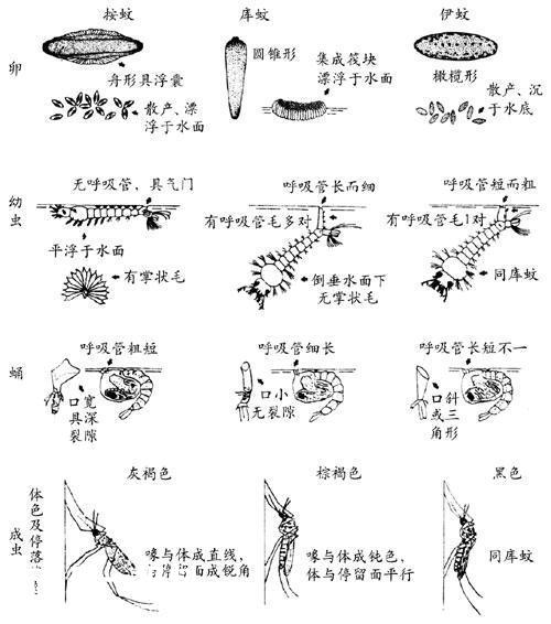 夏天防蚊虫叮咬需要刷新一下大脑了_报料_民