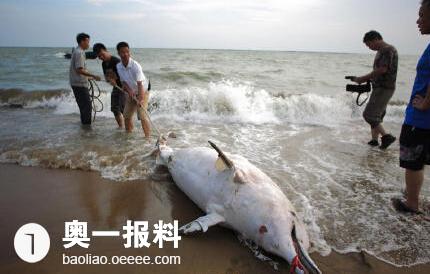 中华白海豚搁浅深圳海滩 生蚝养殖竹排成凶手