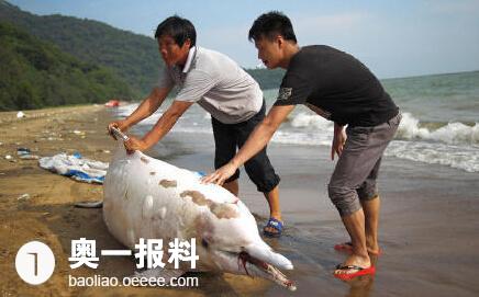 中华白海豚搁浅深圳海滩 生蚝养殖竹排成凶手