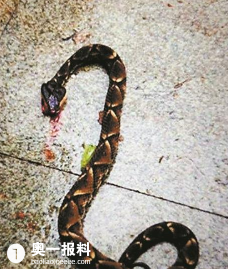 蛇是什么季节的 20171105456x538_1509848267829829.png