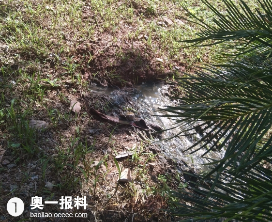 松是什么样子的 20180611562x458_1528676802767863.png