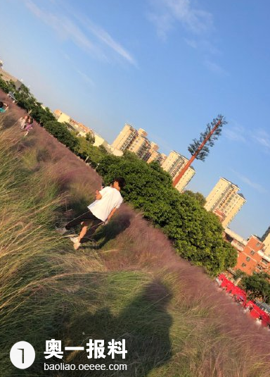 粉黛这么脆弱,踩得都塌了 地址:深圳光明红花山公园