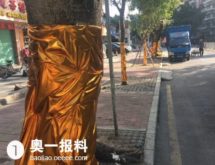 罗湖道路上的树木金光灿烂这样能给树保暖吗