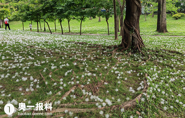 深圳木棉花絮纷飞