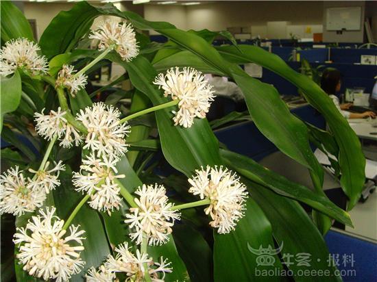 11:41 這種不是叫萬年青,而是叫鐵樹,我家種了好多,它經常都會開花