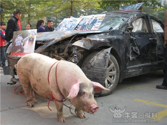 四s店门口肥猪拉破车(奖金十元)