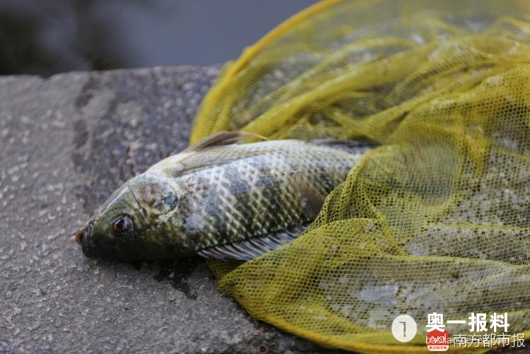 洪湖公园鱼全死了,湖水受污染_报料_民声汇_奥一报料_南都报系综合报