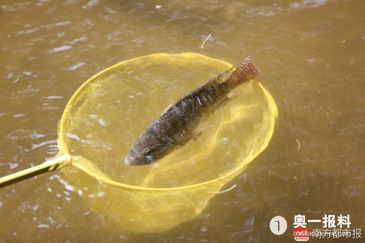 洪湖公园鱼全死了,湖水受污染_报料_民声汇_奥一报料_南都报系综合报