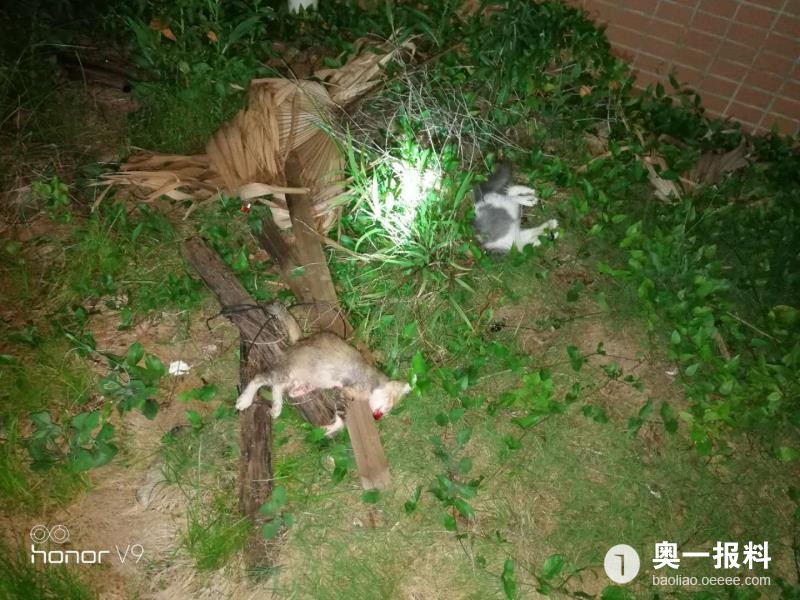 锦田湾小区内有人虐猫今天又发现一具小猫尸体