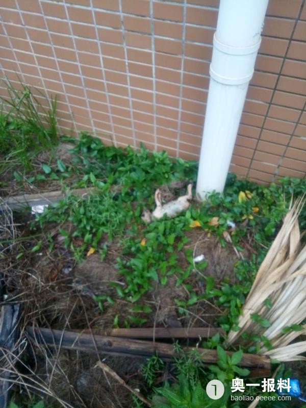 锦田湾小区内有人虐猫今天又发现一具小猫尸体