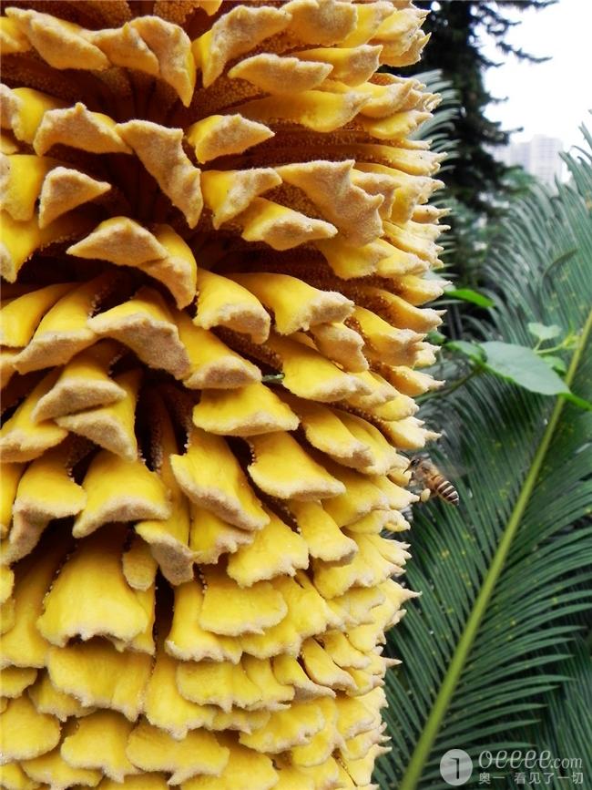 组图铁树花儿朵朵开长成玉米菠萝海