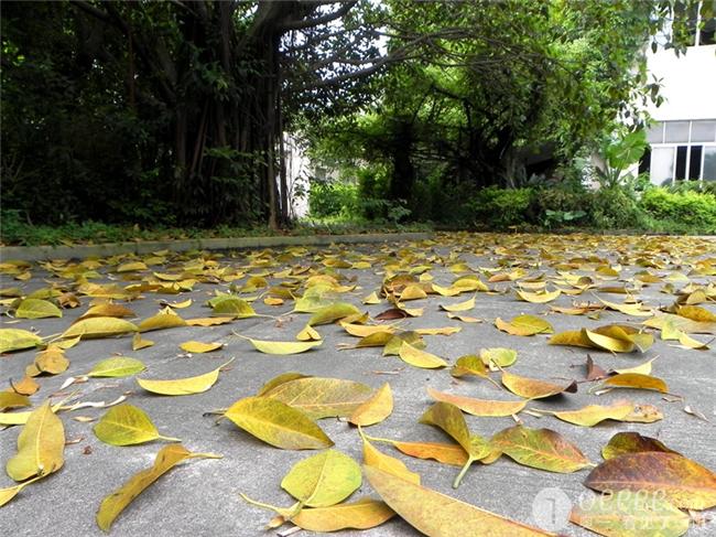 这棵大榕树的叶子掉了一地,7日就是立秋了,这是秋风提前来扫落叶报秋