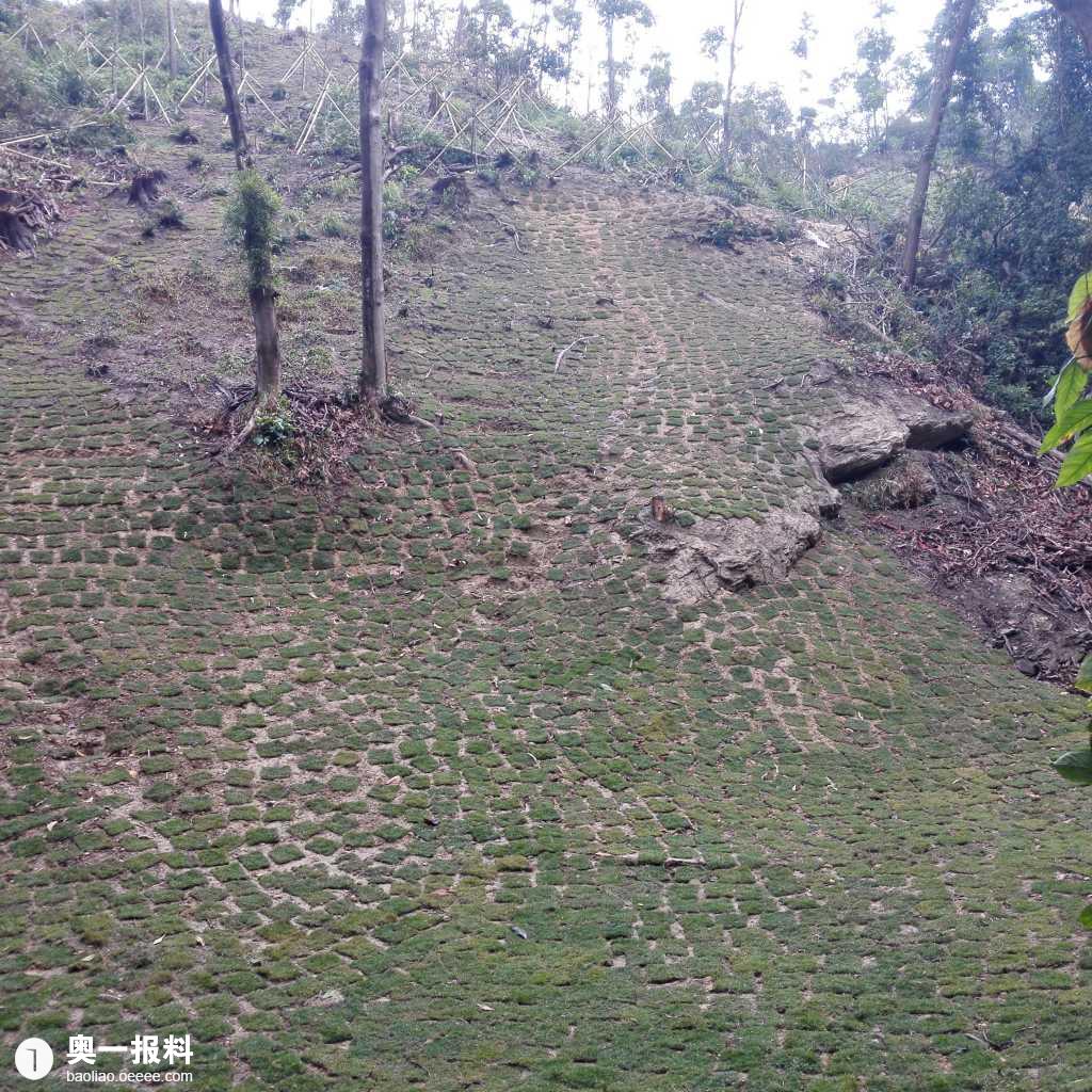 仙湖植物园树木绿植被破坏真是面目全非