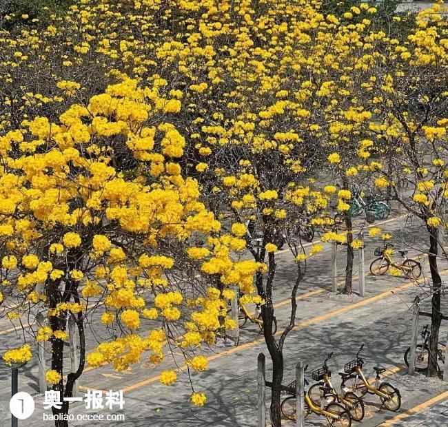 深圳街头的黄花风铃木花开得太灿烂了