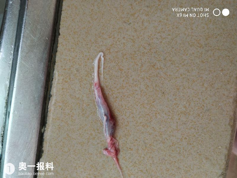 猪肉里用钳子拔出来像虫子一样的东西