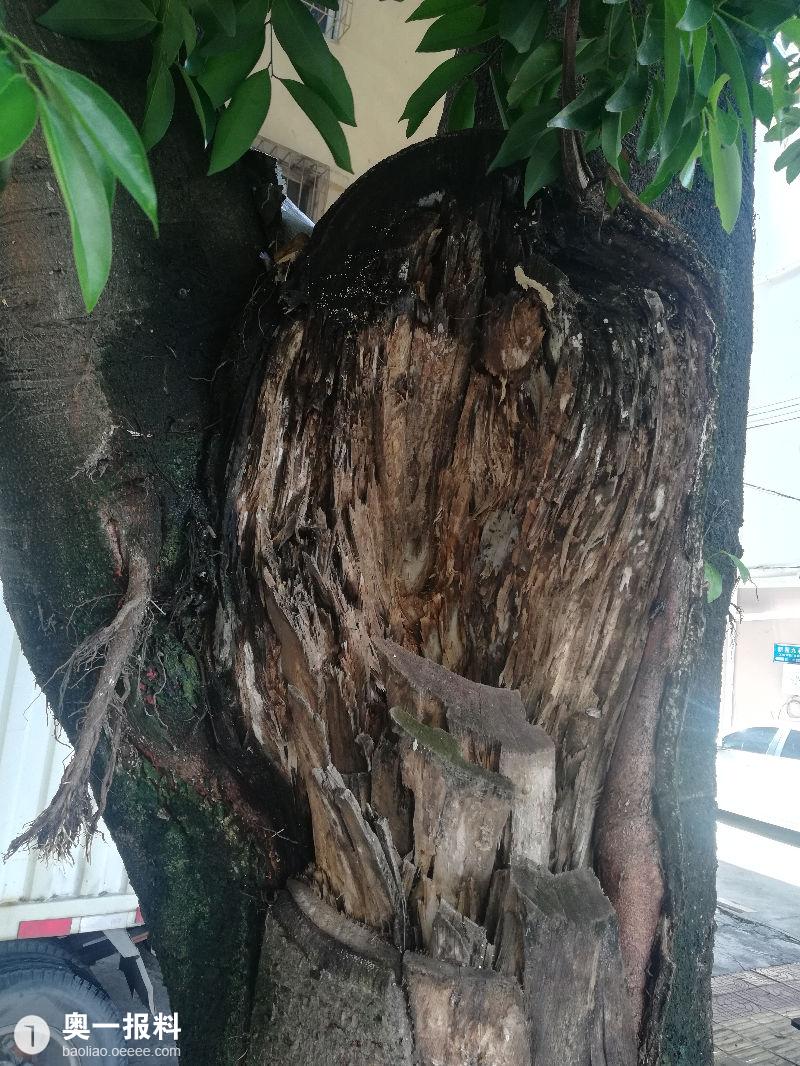 图给这种烂树灌入混泥土来保护它